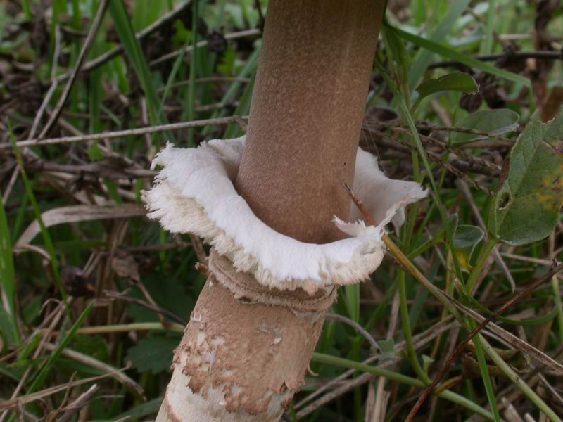 Passeggiata...(Macrolepiota procera)